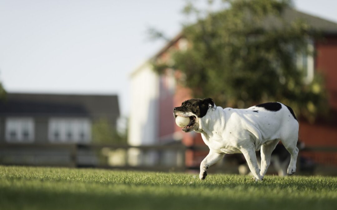 A Dog’s Life in Lake Nona