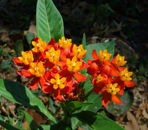 Four Tips for a Blooming Butterfly Garden 1
