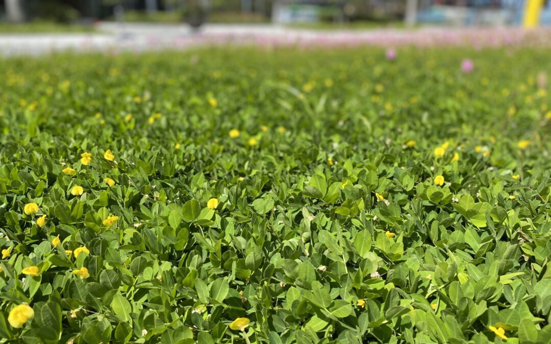 Extraordinary Ecosystem