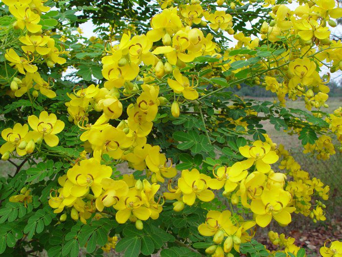 Four Tips for a Blooming Butterfly Garden 8