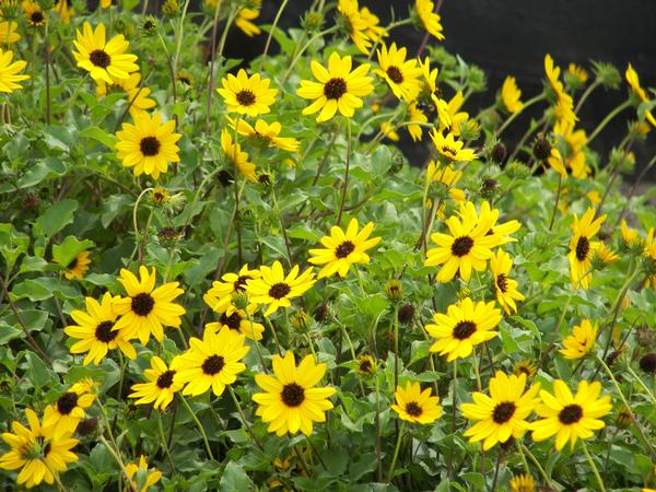 Four Tips for a Blooming Butterfly Garden 5