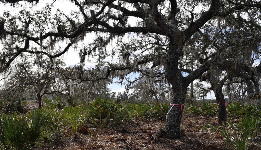 Lake Nona Tree Relocation Program Adds Shade 3