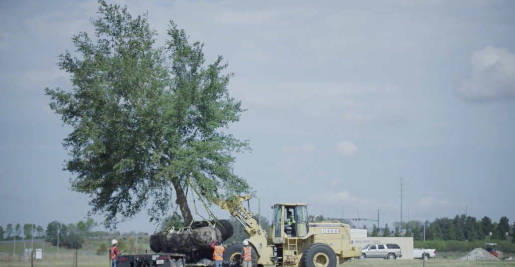 Lake Nona Tree Relocation Program Adds Shade 2