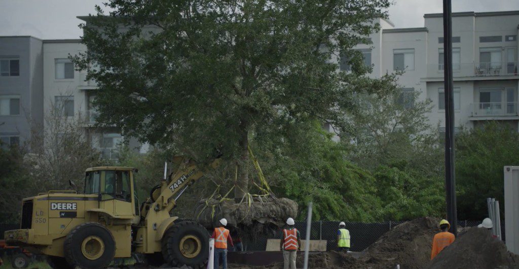 Lake Nona Tree Relocation Program Adds Shade 1