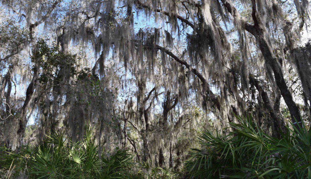 Lake Nona Tree Relocation Program Adds Shade