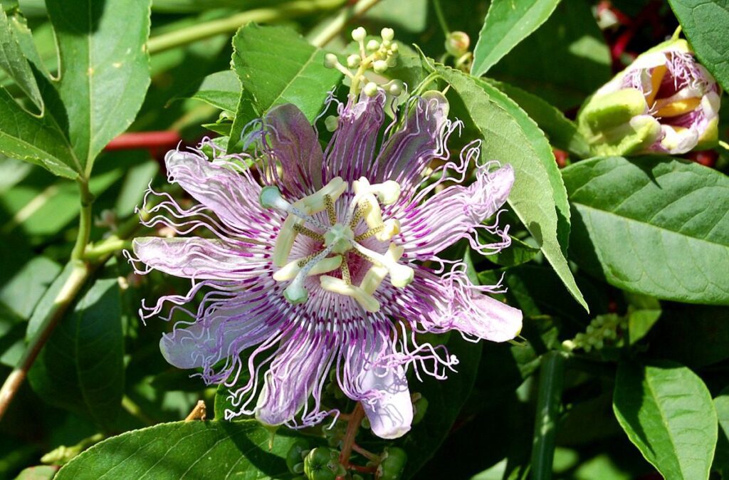 Four Tips for a Blooming Butterfly Garden 2