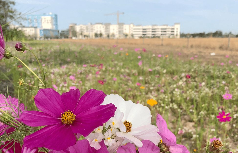 Four Tips for a Blooming Butterfly Garden